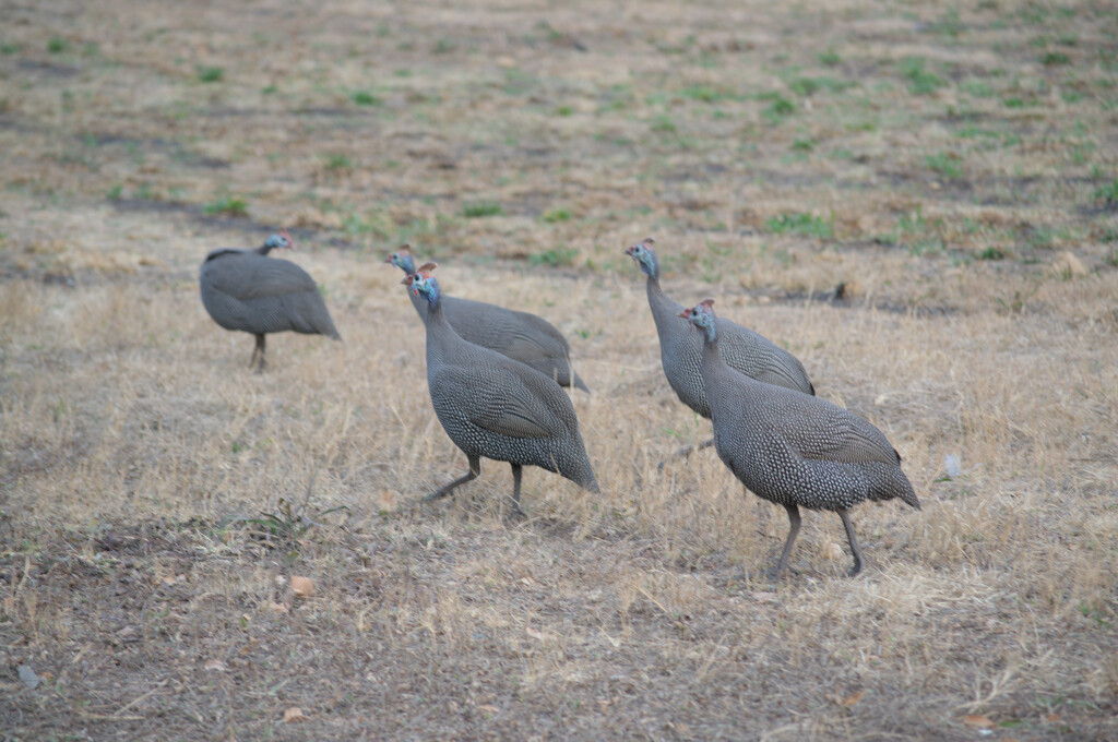 Guinea fowl by mdry