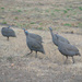 Guinea fowl by mdry