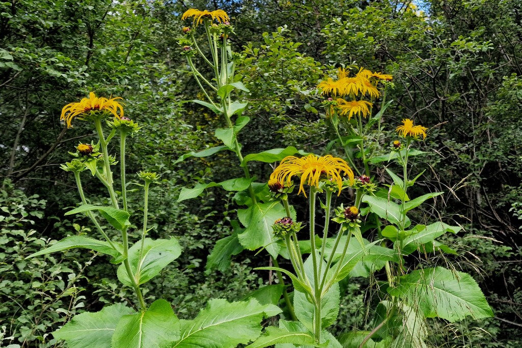 yellow and green by christophercox