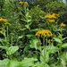 yellow and green by christophercox