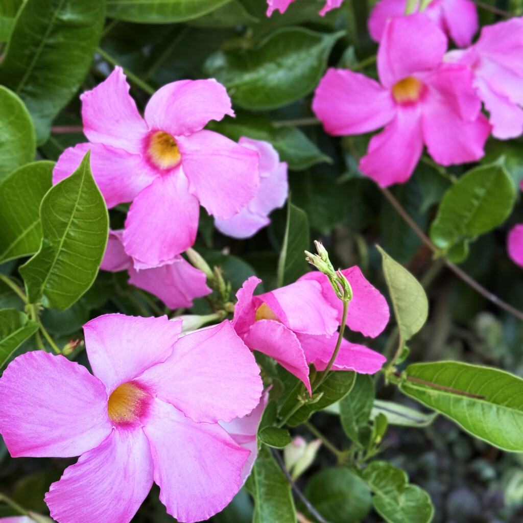 Pink Summer Flowers by yogiw