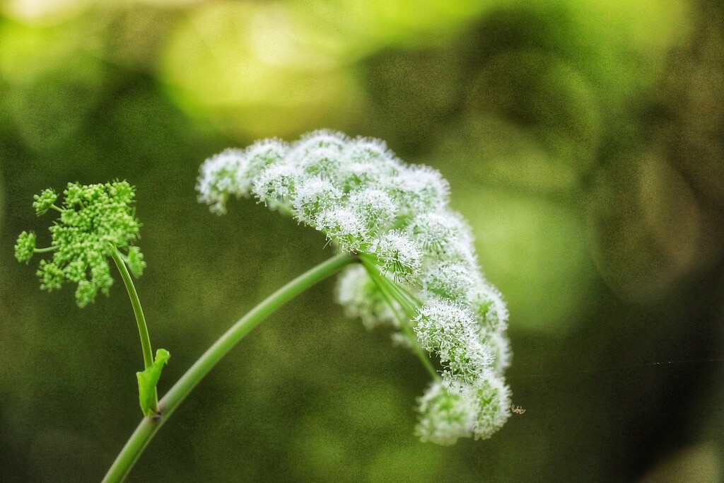 Wild Angelica by carole_sandford