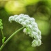 Wild Angelica by carole_sandford