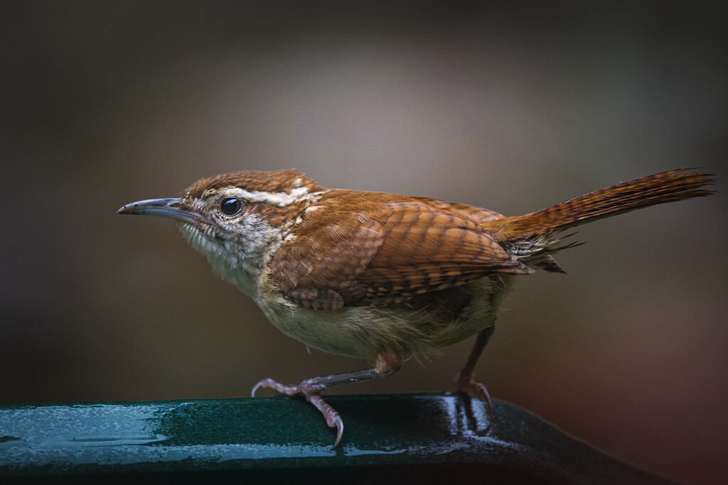 The Wren from Carolina by berelaxed