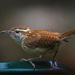 The Wren from Carolina by berelaxed