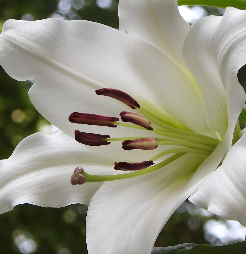 Lilium by sunnygreenwood