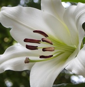 11th Jul 2024 - Lilium