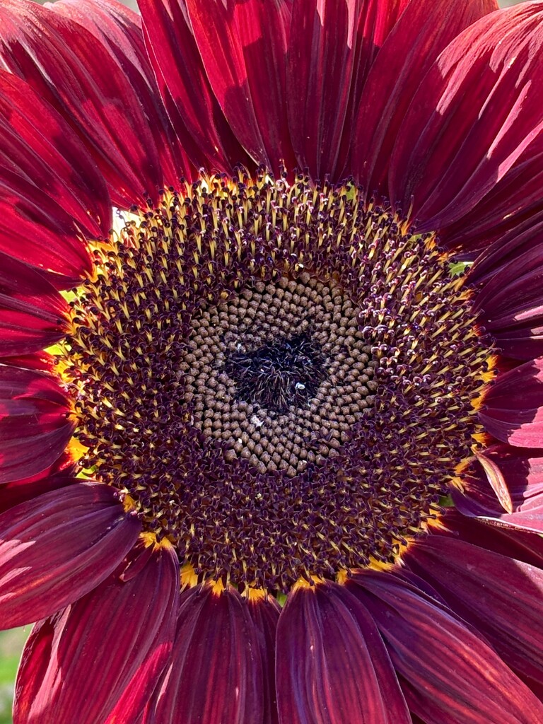 The heart of a sunflower by lizgooster