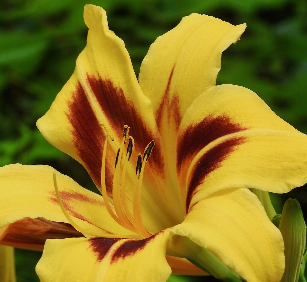 A Cool Daylily by sunnygreenwood