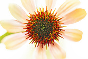 3rd Aug 2024 - Coneflower