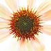 Coneflower