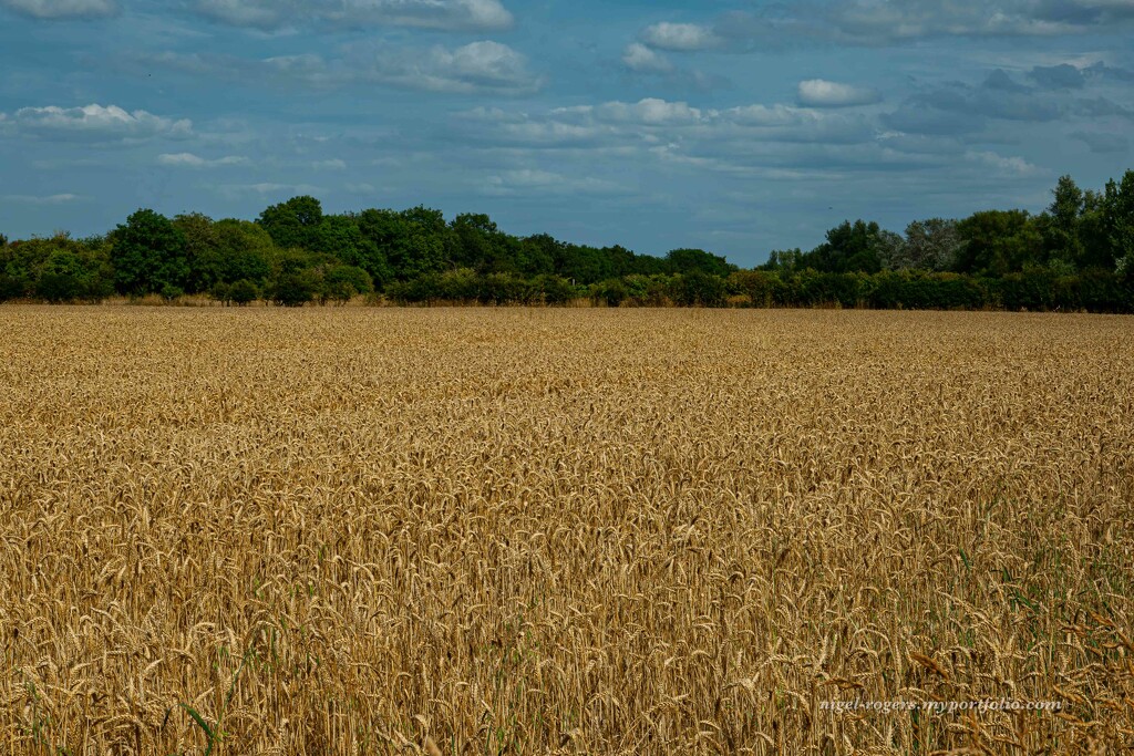 Fields of gold by nigelrogers