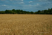 6th Aug 2024 - Fields of gold