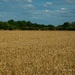 Fields of gold by nigelrogers