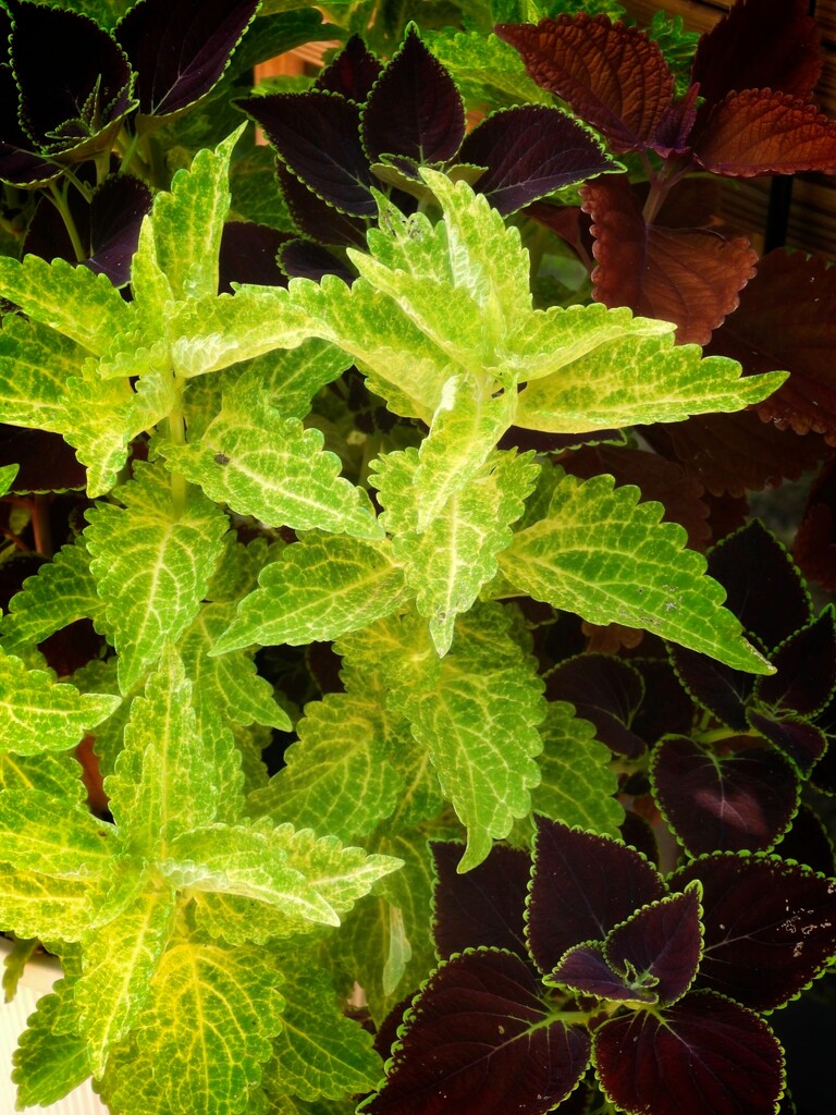 Mixed coleus in color... by marlboromaam