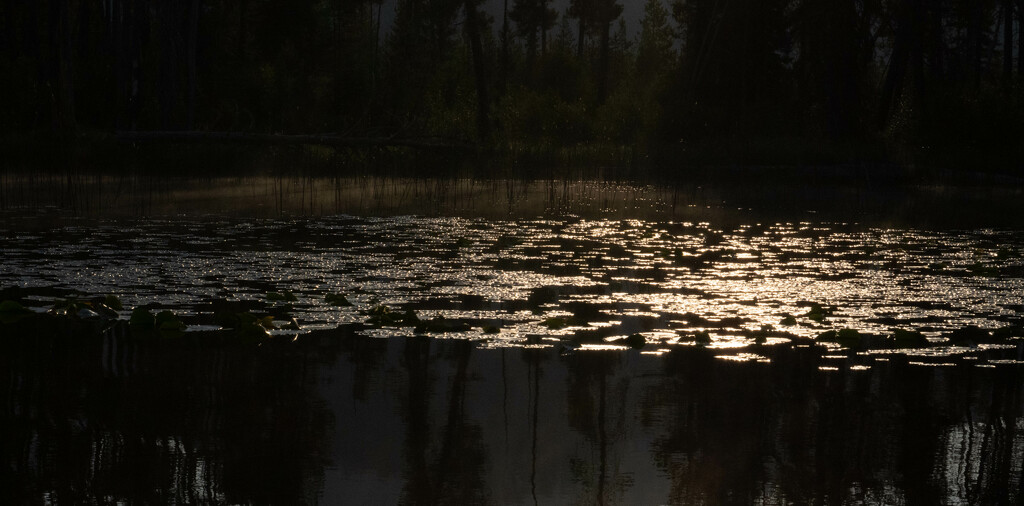 Lily Pad Reflections at Dawn by veronicalevchenko