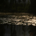 Lily Pad Reflections at Dawn by veronicalevchenko