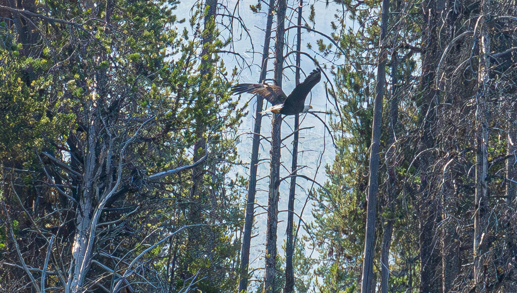 Bald Eagle in Flight by veronicalevchenko