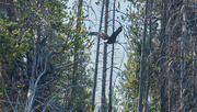 30th Jul 2024 - Bald Eagle in Flight