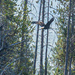 Bald Eagle in Flight by veronicalevchenko