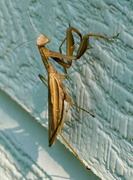 31st Jul 2024 - Mantis on the Move