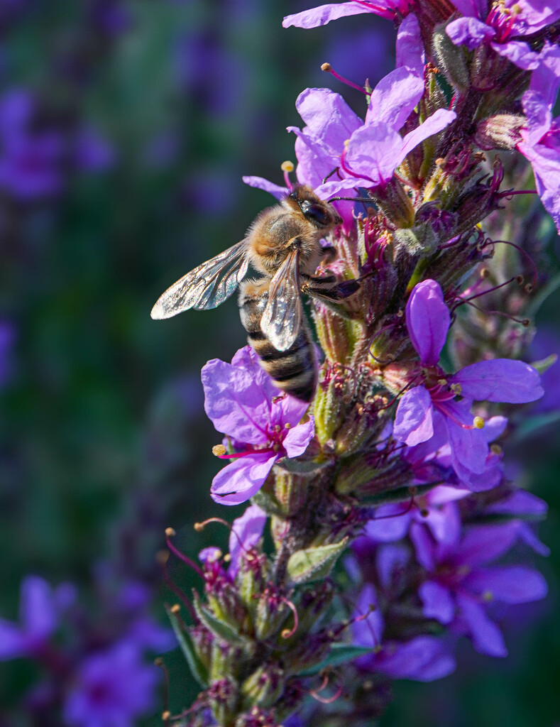 Bee’s Bliss on Loosestrife by veronicalevchenko