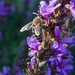 Bee’s Bliss on Loosestrife by veronicalevchenko