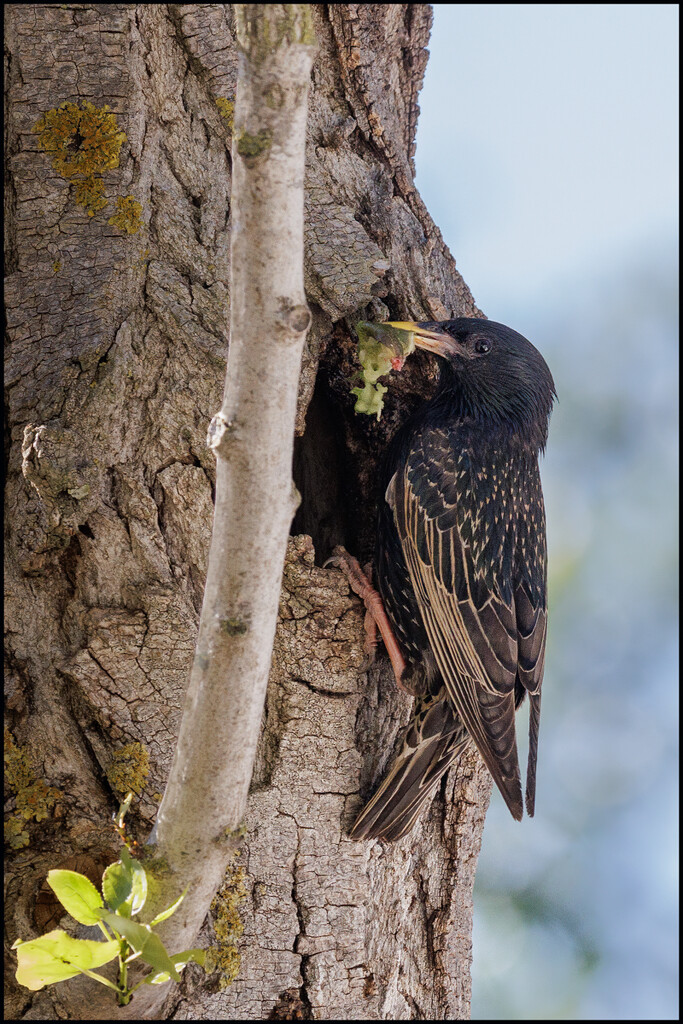 21 - European Starling bringing home lunch by marshwader