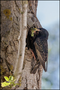 21st Jun 2024 - 21 - European Starling bringing home lunch