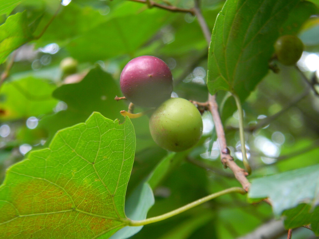 Grapes and Leaves in Backyard  by sfeldphotos