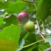 Grapes and Leaves in Backyard  by sfeldphotos