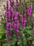 6th Aug 2024 - Marvel rose salvia