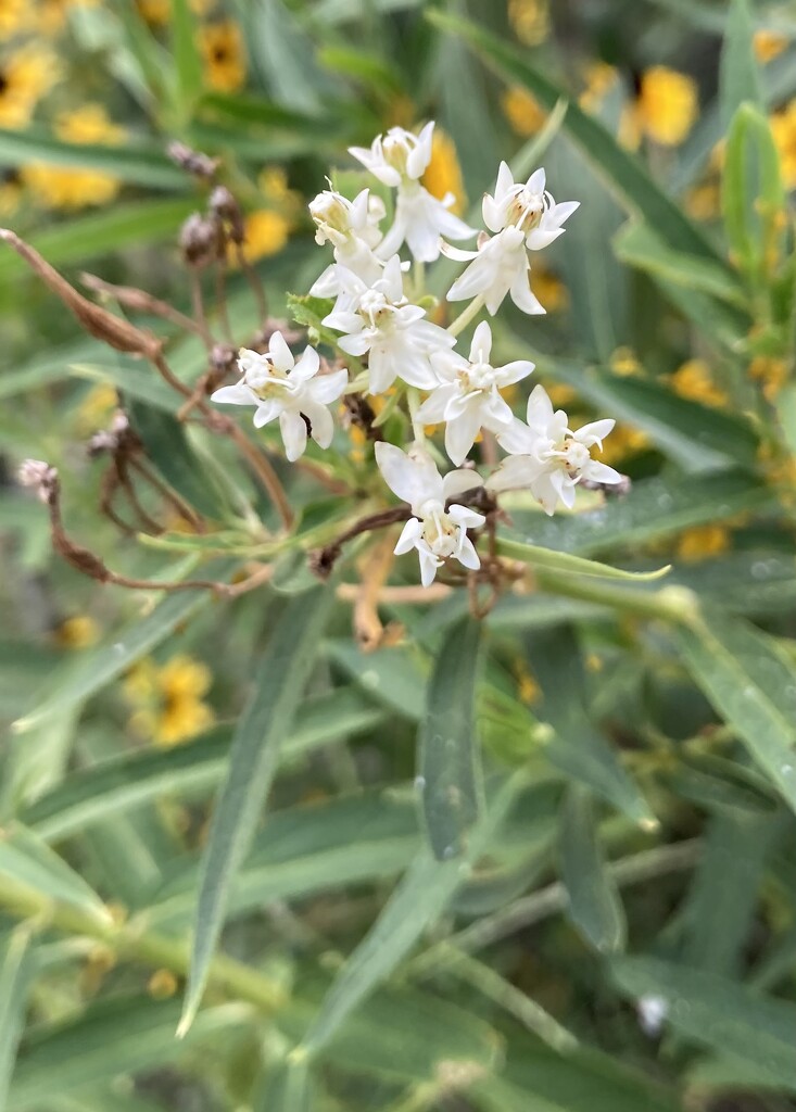 milkweed! by wiesnerbeth