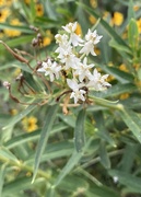 6th Aug 2024 - milkweed!