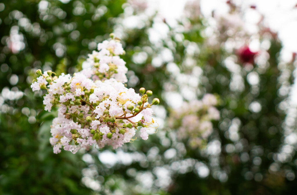 Pale pink by randystreat