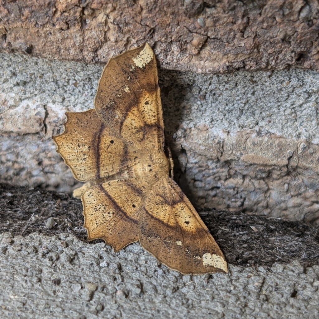 Deep Yellow Euchlaena Moth by rhoing