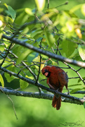 6th Aug 2024 - Moulting