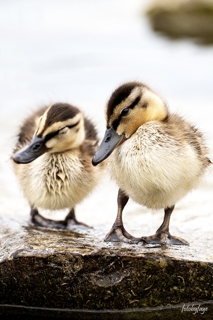 Mallard ducklings  by fayefaye