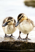 6th Aug 2024 - Mallard ducklings 