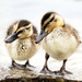 Mallard ducklings  by fayefaye