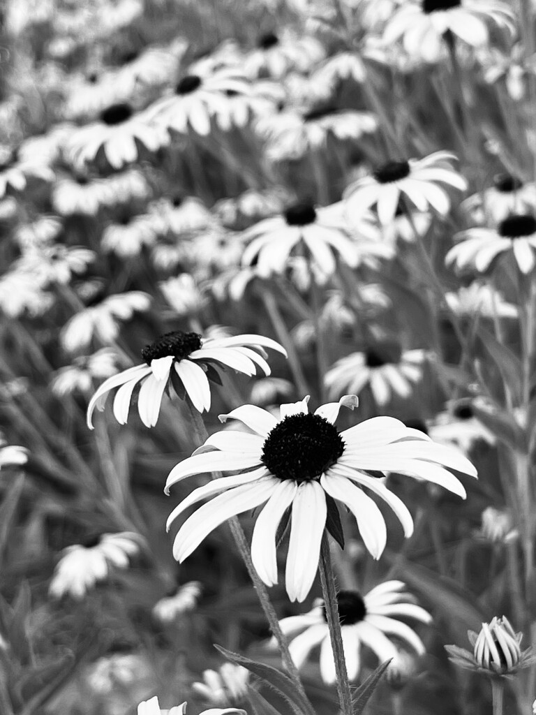 Sea of daisies  by sjgiesman