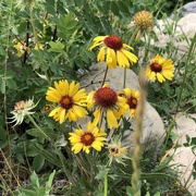 5th Aug 2024 - Wild Flowers 