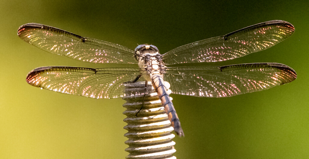 Dragonfly on the Giant Screw! by rickster549