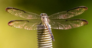 6th Aug 2024 - Dragonfly on the Giant Screw!