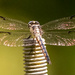 Dragonfly on the Giant Screw! by rickster549