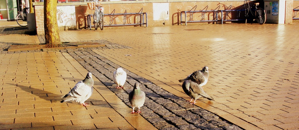 Pigeons by haagjes