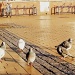 Pigeons by haagjes