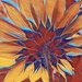 Abstract Sunflower by joysfocus