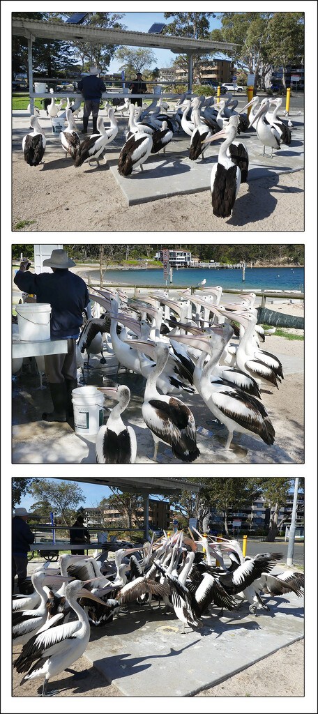 Little Beach Pelicans by onewing