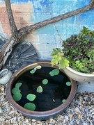 5th Aug 2024 - Tiny bit of Garden Zen 